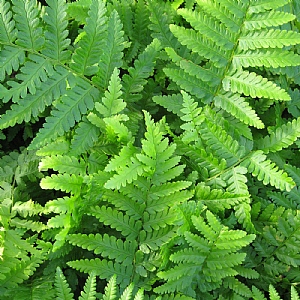 Dryopteris filix-mas