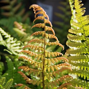 Dryopteris wallichiana 'Jurassic Gold'