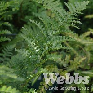 Dryopteris filix-mas 'Barnesii'
