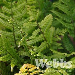 Dryopteris lepidopoda