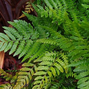 Dryopteris prolifica