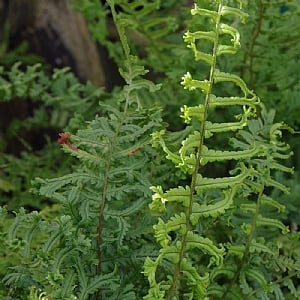 Dryopteris affinis 'Cristata The King'