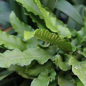Dryopteris sieboldii