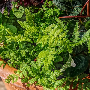 Dryopteris stewartii