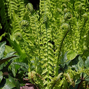 Dryopteris wallichiana