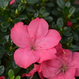 Evergreen Azalea 'Anouk'