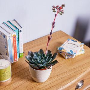 Echeveria 'Blue Prince'