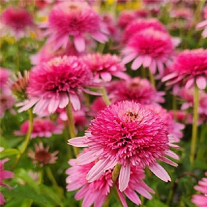 Echinacea 'Butterfly Kisses'