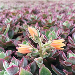 Echeveria pulvinata 'Devotion'