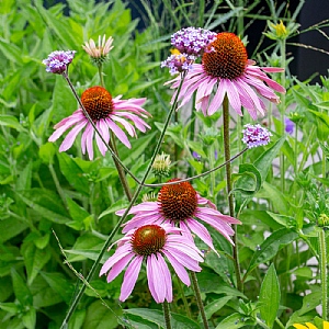 Echinacea purpurea 'Magnus Superior'