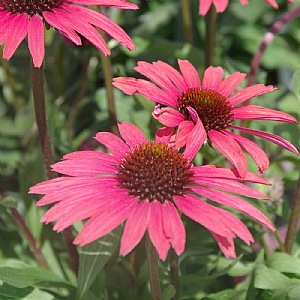 Echinacea 'Mooodz Devotion'