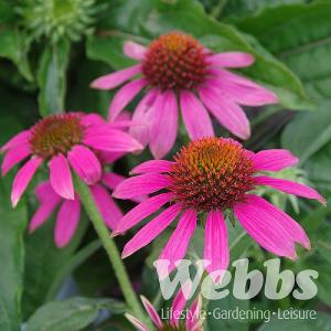 Echinacea purpurea 'PowWow Wild Berry'