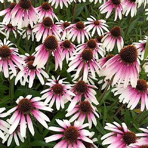 Echinacea 'Pretty Parasols'