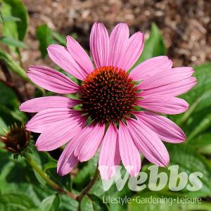 Echinacea purpurea 'Magnus'