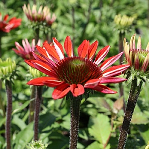 Echinacea 'Red Rocket'
