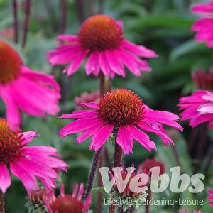 Echinacea 'Sensation Pink'