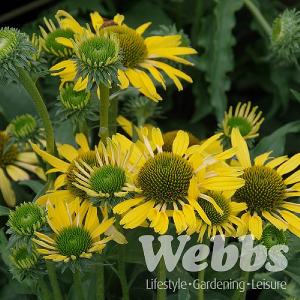 Echinacea 'SunSeekers Yellow'