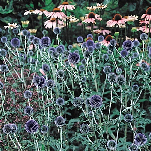 Echinops 'Taplow Blue'