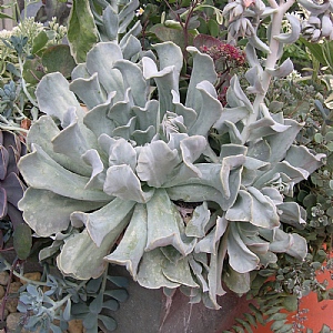 Echeveria runyonii 'Topsy Turvy'
