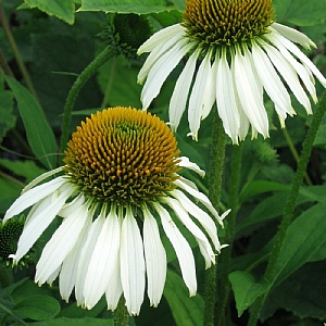 Echinacea purpurea 'White Swan'