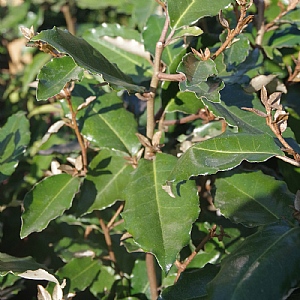 Elaeagnus x ebbingei 'Compacta'