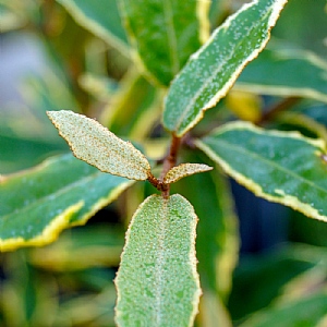 Elaeagnus pungens 'Hosoba-Fukurin'