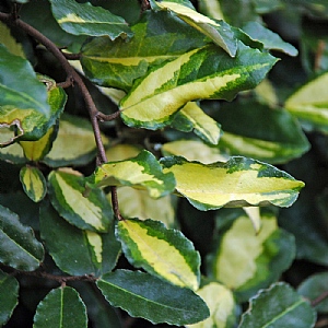 Eleagnus pungens 'Maculata'