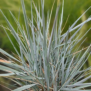 Elymus magellanicus