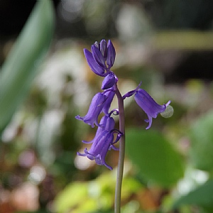 English Bluebell 