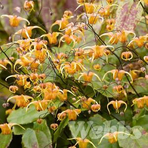 Epimedium 'Amber Queen'