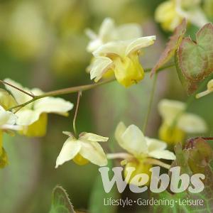 Epimedium x perralchichum 'Frohnleiten'