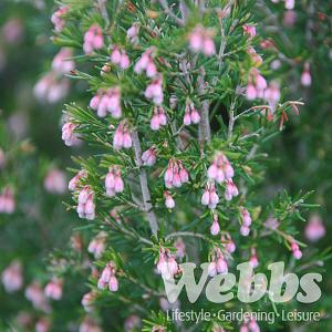 Erica veitchianus 'Gold Tips'