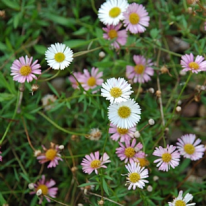 Erigeron karvinskianus