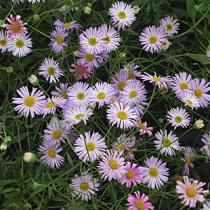 Erigeron karvinskianus 'Lavender Lady'