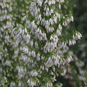 Erica x veitchii 'Pink Joy'