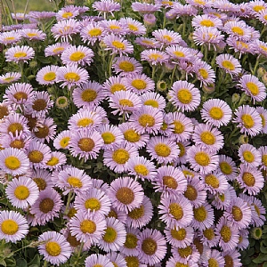 Erigeron 'Sea Breeze'