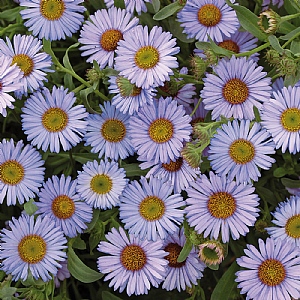 Erigeron 'Wayne Roderick'