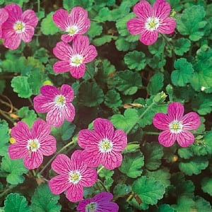 Erodium 'Bishops Form'