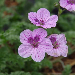 Erodium 'Spanish Eyes'