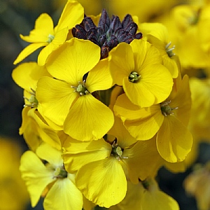 Erysimum 'Fragrant Sunshine'