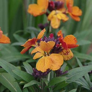 Erysimum 'Rysi Copper'
