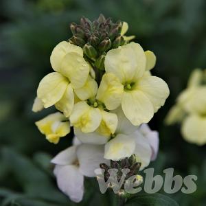 Erysimum 'Rysi Moon'