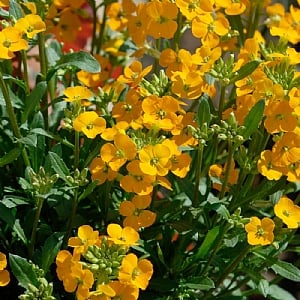 Erysimum 'Mango Zwerg'