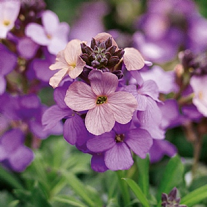 Erysimum 'Poem Lavender'