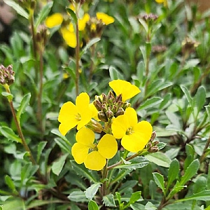 Erysimum 'Zwerg'