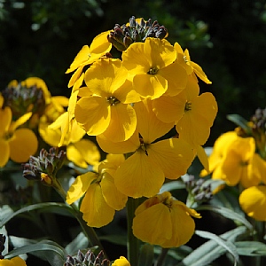 Erysimum 'Walbertons Fragrant Sunshine
