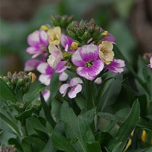 Erysimum 'Winter Charme'