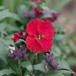 Erysimum 'Winter Passion'