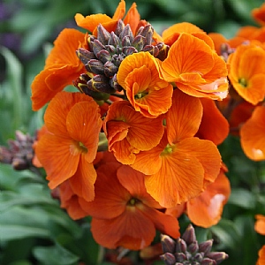 Erysimum 'Winter Spice'