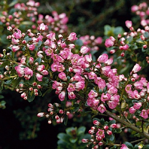 Escallonia 'Apple Blossom'